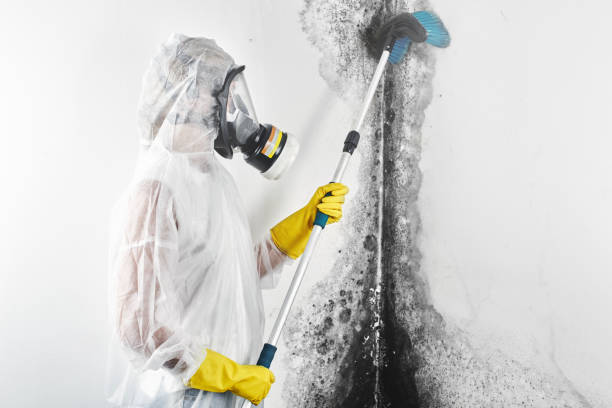 Best Environmental Consulting for Mold Prevention  in Bayou Blue, LA